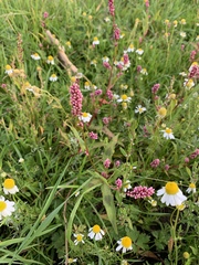 Persicaria maculosa