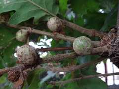 Andricus infectorius