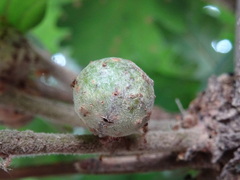 Andricus infectorius