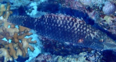 Oxycheilinus mentalis