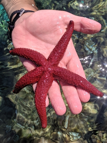 Photo of Red sea star (Echinaster sepositus)