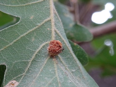 Neuroterus quercusbaccarum