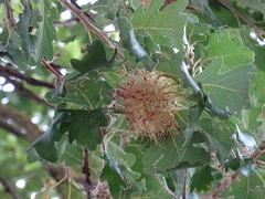 Andricus caputmedusae