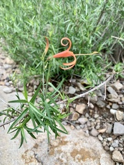Anisacanthus linearis