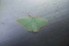 Comostola subtiliaria