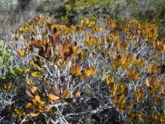 Leucadendron muirii