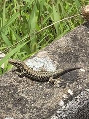 Podarcis muralis