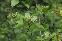Viburnum nitidum