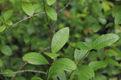 Viburnum nitidum