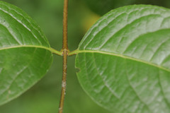 Viburnum nitidum