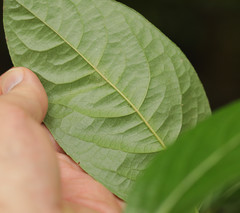 Viburnum nitidum