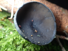 Pseudoplectania vogesiaca