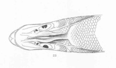 Longspine Snook photo 2