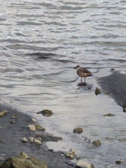 Lophonetta specularioides