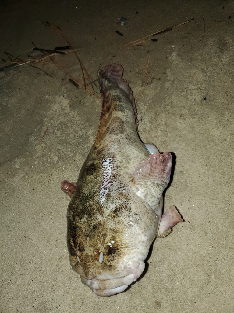 Oyster Toadfish from Virginia Beach, VA 23451, USA on August 09, 2021