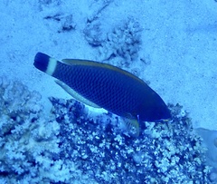 Pseudodax moluccanus