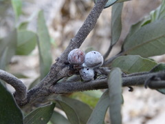 Kermesidae