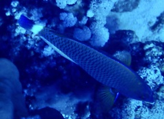 Pseudodax moluccanus