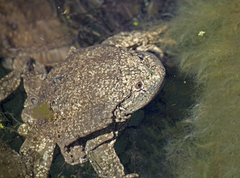 Telmatobius culeus