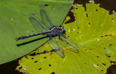 Arigomphus