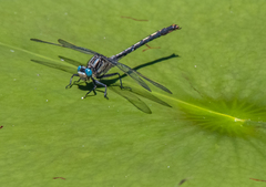 Arigomphus