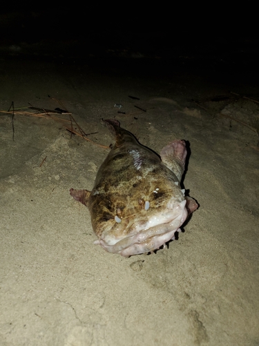 Oyster Toadfish