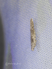 Batrachedra praeangusta