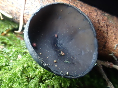 Pseudoplectania vogesiaca