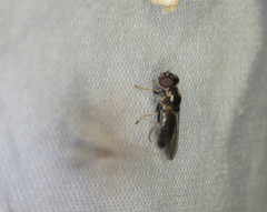Cheilosia longula