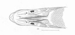 Swordspine Snook photo 4