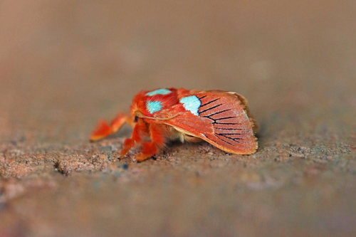 Delorhachis chlorodaedala photographed in Democratic Republic of the Congo