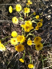 Tussilago
