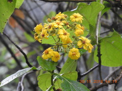Rumfordia floribunda