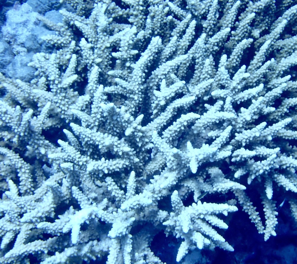 Staghorn coral