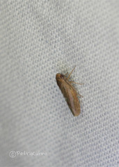 Speudotettix subfusculus