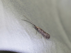 Neureclipsis bimaculata