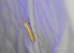Agriphila selasella