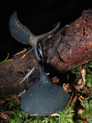 Pseudoplectania vogesiaca