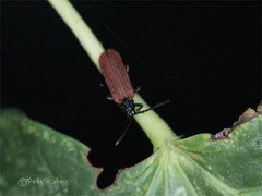 Pyropterus nigroruber