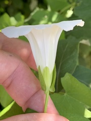 Calystegia sepium angulata