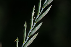 Elymus pungens