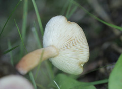 Lactarius tabidus