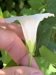 Calystegia sepium angulata