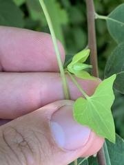 Calystegia sepium angulata