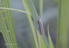 Agriphila selasella