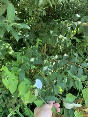 Calystegia sepium angulata