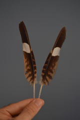 Caprimulgus ruficollis