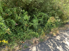 Calystegia sepium angulata