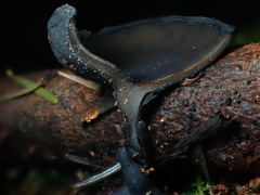 Pseudoplectania vogesiaca