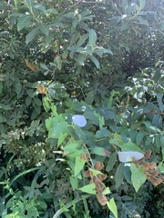 Calystegia sepium angulata